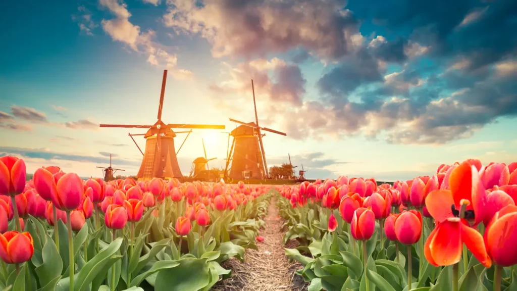 Campos de tulipanes cerca de Amsterdam